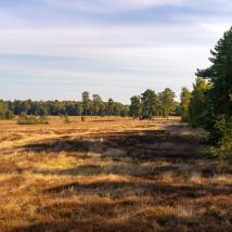 Moor 05